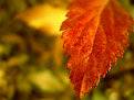 Picture Title - leaf
