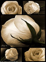 Picture Title - Rose Collection