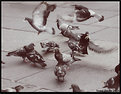 Picture Title - Pigeons in the Square