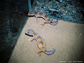 Picture Title - Leopard Gecko