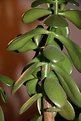 Picture Title - Jade Plant 