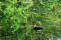 Picture Title - River in fall