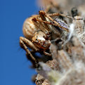 Picture Title - Spider on Lavender