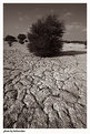 Picture Title - Dry Landscape