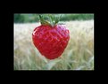 Picture Title - strawberry...