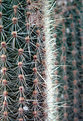 Picture Title - Spikey