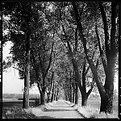 Picture Title - avenue under the trees