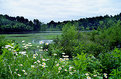 Picture Title - Wetland Daisies