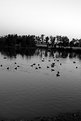 Picture Title - ducks at evening