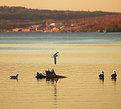 Picture Title - Evening Gull