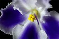 Picture Title - African Violet