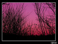 Picture Title - A pinky sunset