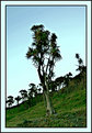 Picture Title - Cabbage Tree By The Sea