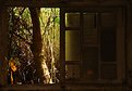 Picture Title - Flowers on an old window