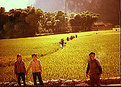 Picture Title - End of Day's rice crop.