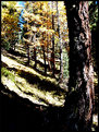 Picture Title - Alp's Autumn.16