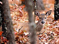 Picture Title - Fawn