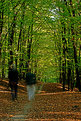 Picture Title - Autumn walk