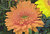 Gerbera 