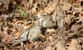 Picture Title - Fall Doves