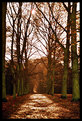 Picture Title - A path in wood