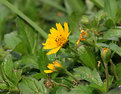 Picture Title - wild flowers 2