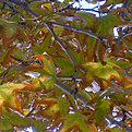 Picture Title - Some day in November the leaves started to leave