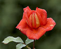 Picture Title - Another Rose