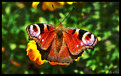 Picture Title - butterfly