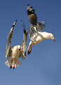 Picture Title - Gull Ballet.