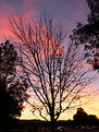 Picture Title - Tree Silhouette Sunset