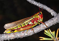 Picture Title - Grasshopper