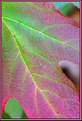 Picture Title - Colorful Leaf