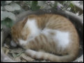 Picture Title - Kitty Sleep