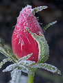 Picture Title - Winter Rose