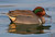 Green winged Teal