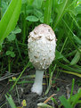 Picture Title - Mushroom