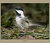 Little Black-capped Chickadee