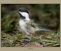 Picture Title - Little Black-capped Chickadee