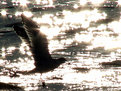 Picture Title - sun gull