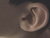 Adrian's ear