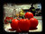 tomatoes in the kitchen