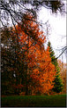 Picture Title - Autunno 1