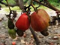 Picture Title - Full Grown Cashew