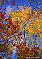 Picture Title - Fall colors