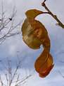 Picture Title - The Last Leaf