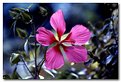 Picture Title - fiore rosa