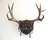 Muley Antlers