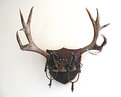 Picture Title - Muley Antlers