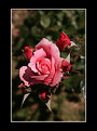 Picture Title - La rosa